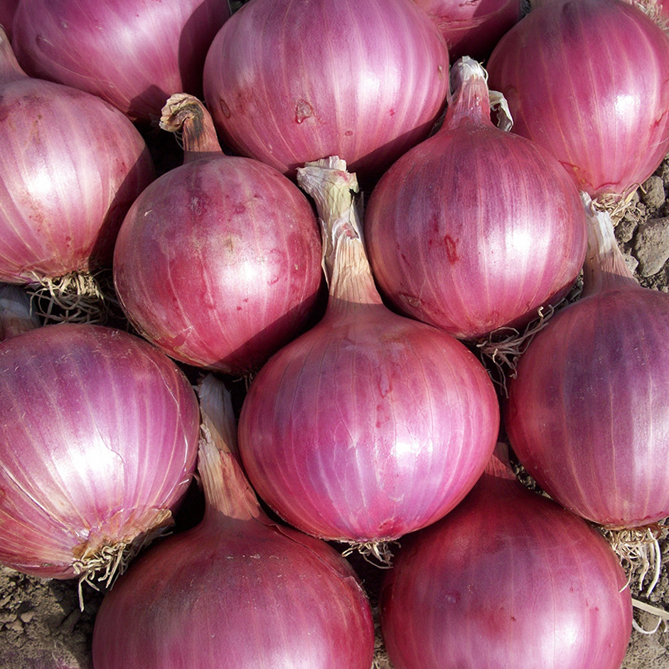 Onion 500gm