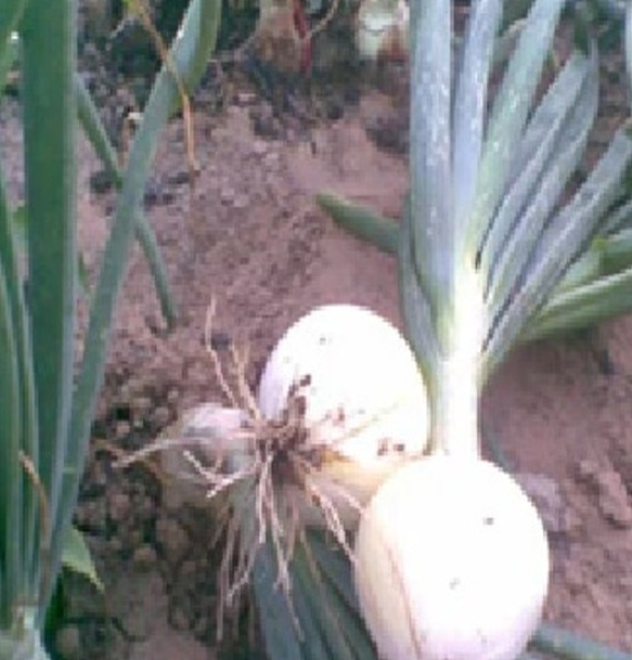 Image of Onion White 500gm