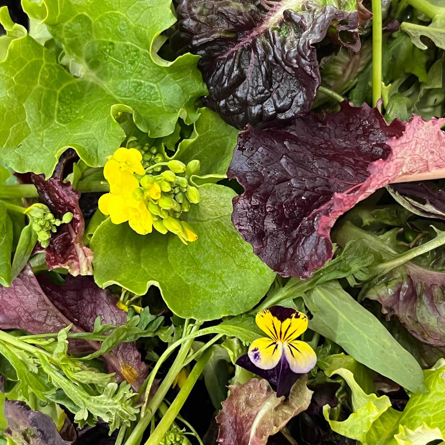 MESCLUN MIX (SALAD) 125gm pack
