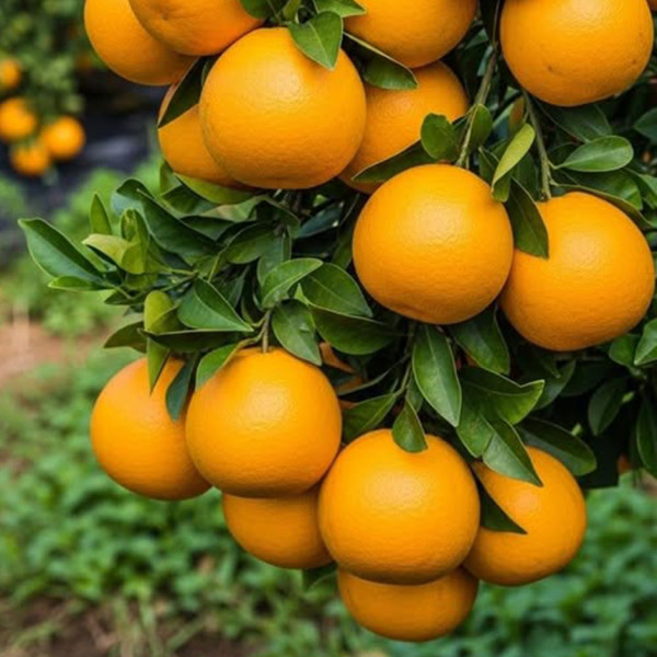 Image of 2kg Orange