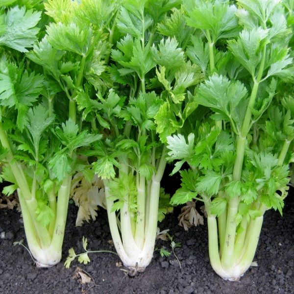 Image of Organic Celery Sticks - 500gm