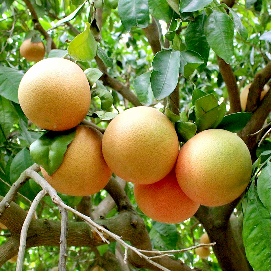 Organic Grapefruit 500g