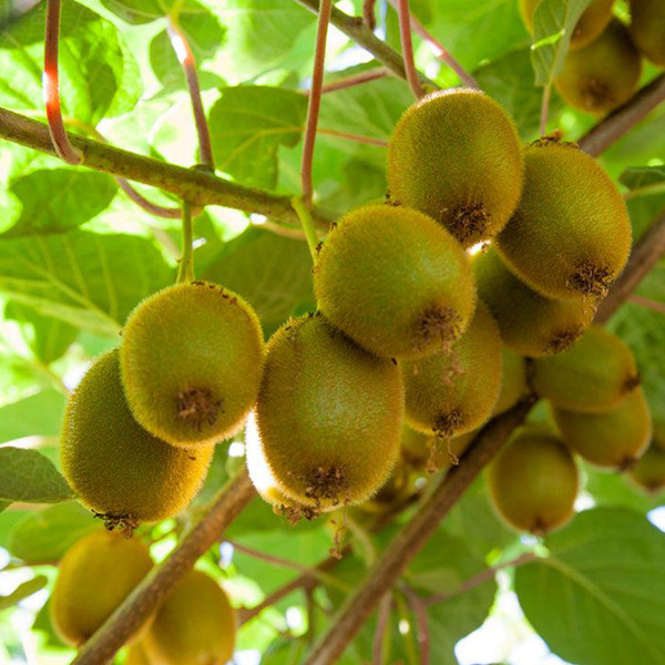 Image of Organic Kiwi 500g
