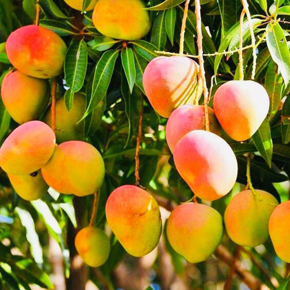 Organic Mango 500g