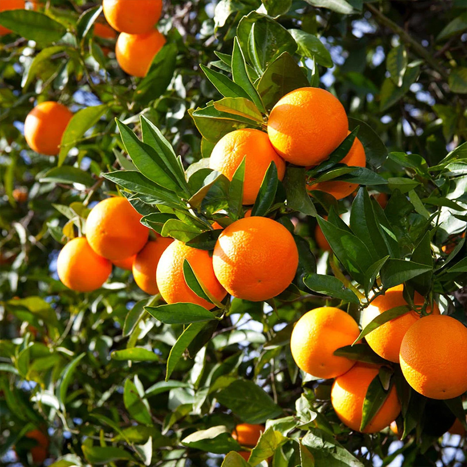 Organic Orange Valencia 500g