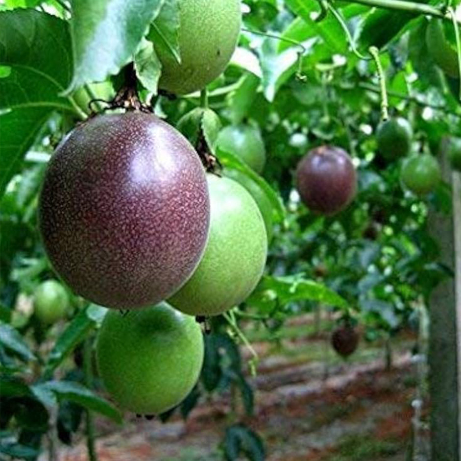 Organic Passion Fruit 250g