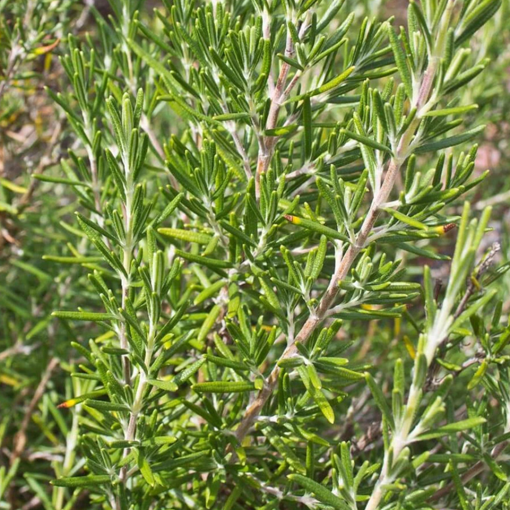 Organic Rosemary 100gm