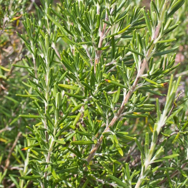 Image of Organic Rosemary 100gm