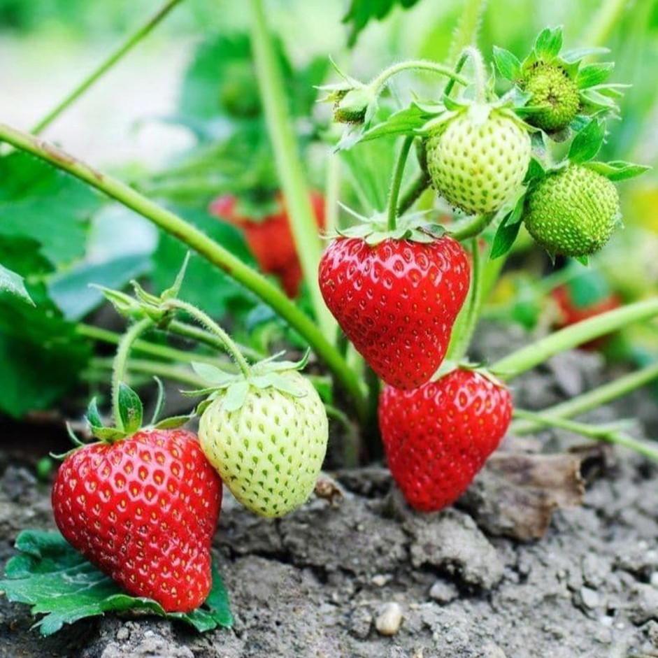Organic Strawberry Driscoll's - 250g
