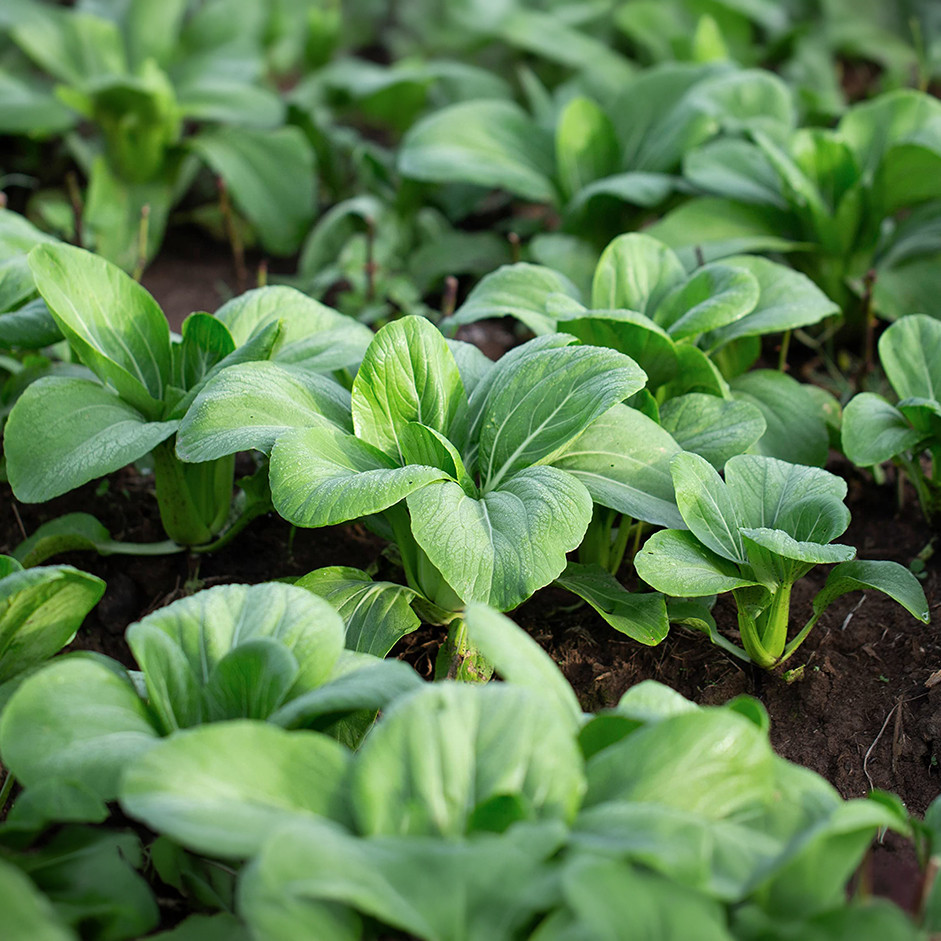 Pak Choi Bunch 100g