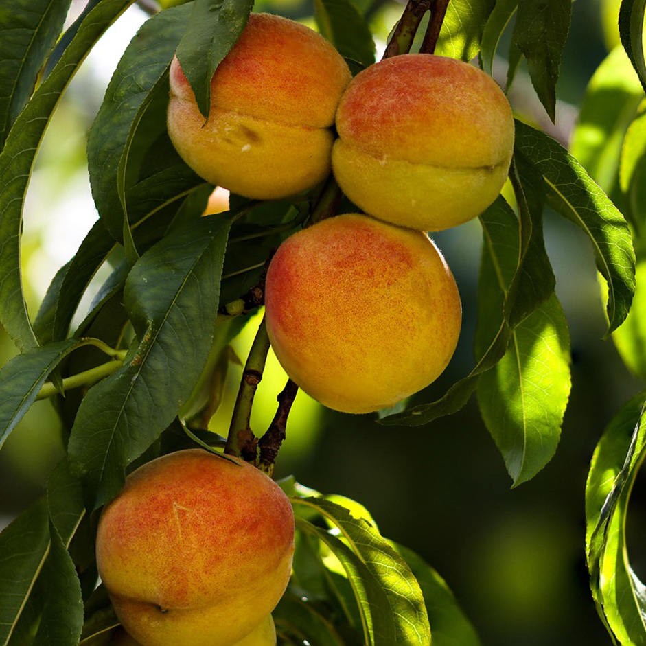 Fresh Peaches — Eat the Skin, Not the Chemicals | 500g