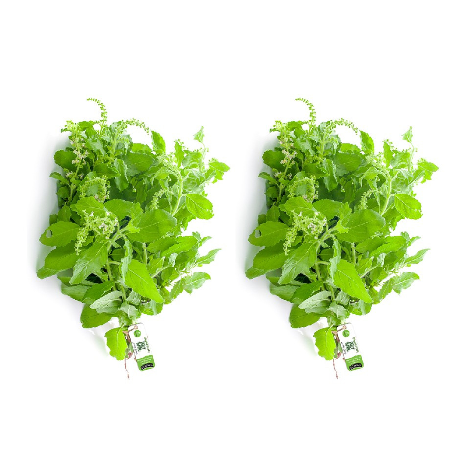 Holy Basil (Tulsi) Bunch 200g  (Pack of 2)
