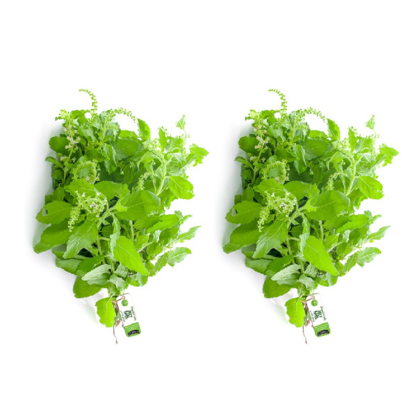 Image of Holy Basil (Tulsi) Bunch 200g  (Pack of 2)