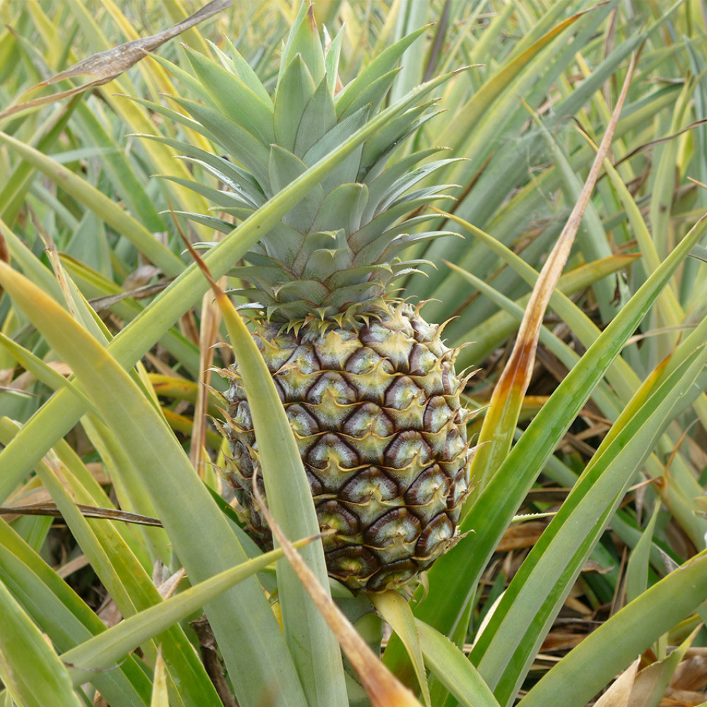 Organic Fresh Pineapple | Rootz Organics