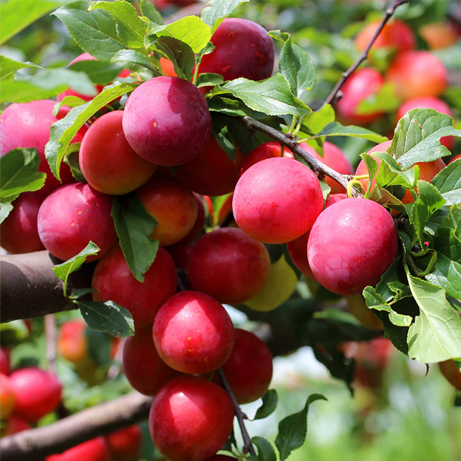 Plums — Grown Without Chemicals | 450–500g
