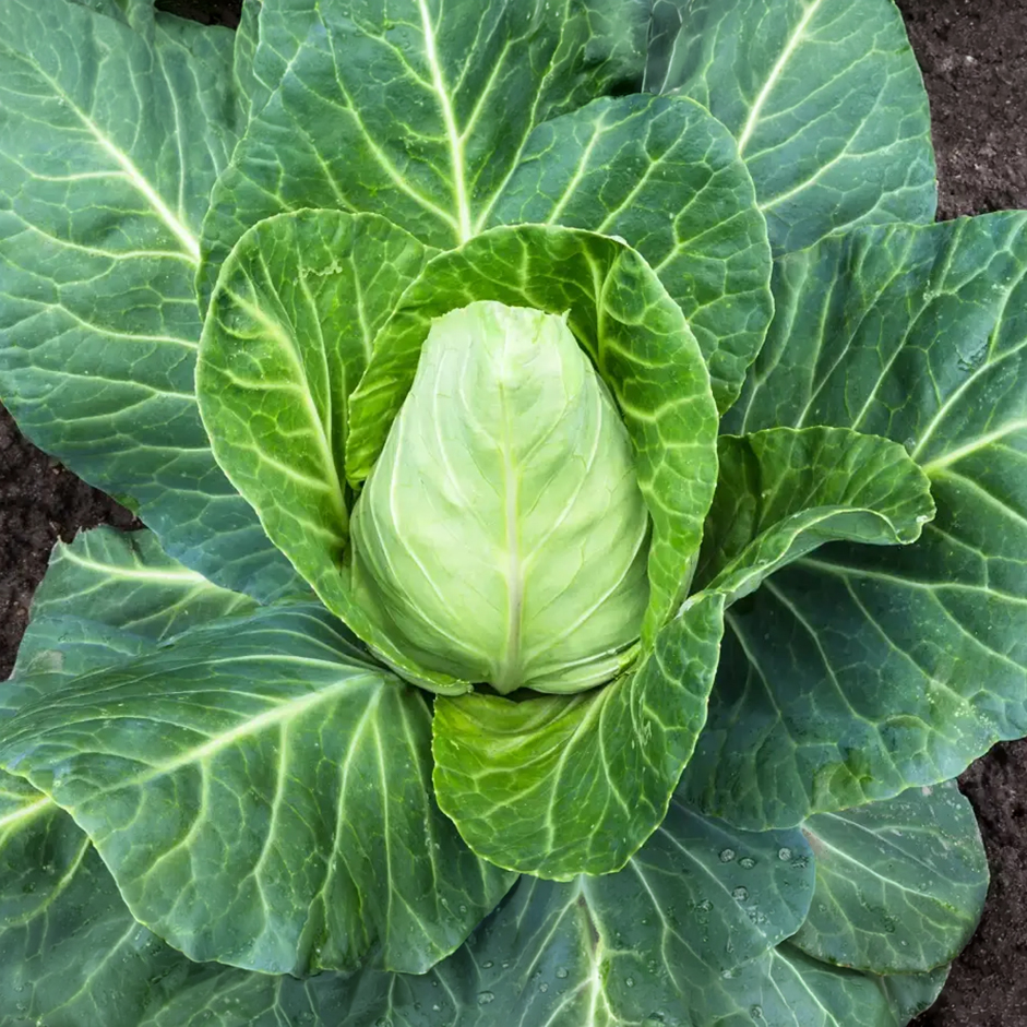 Rootz Organics Pointed Cabbage 350-400g — Sweet Hispi (Sweetheart) Cabbage, Air-Flown from Spain