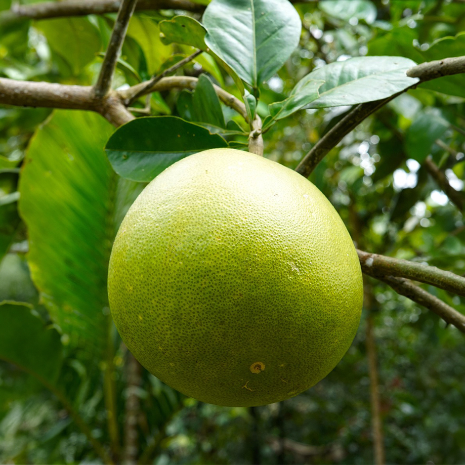 Rootz Organics Pomelo 1-1.2kg — Sweet Giant Citrus, Air-Flown from South Africa