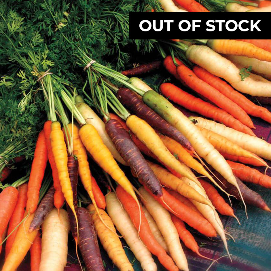 RAINBOW CARROT 500gm (locally grown) without leaves