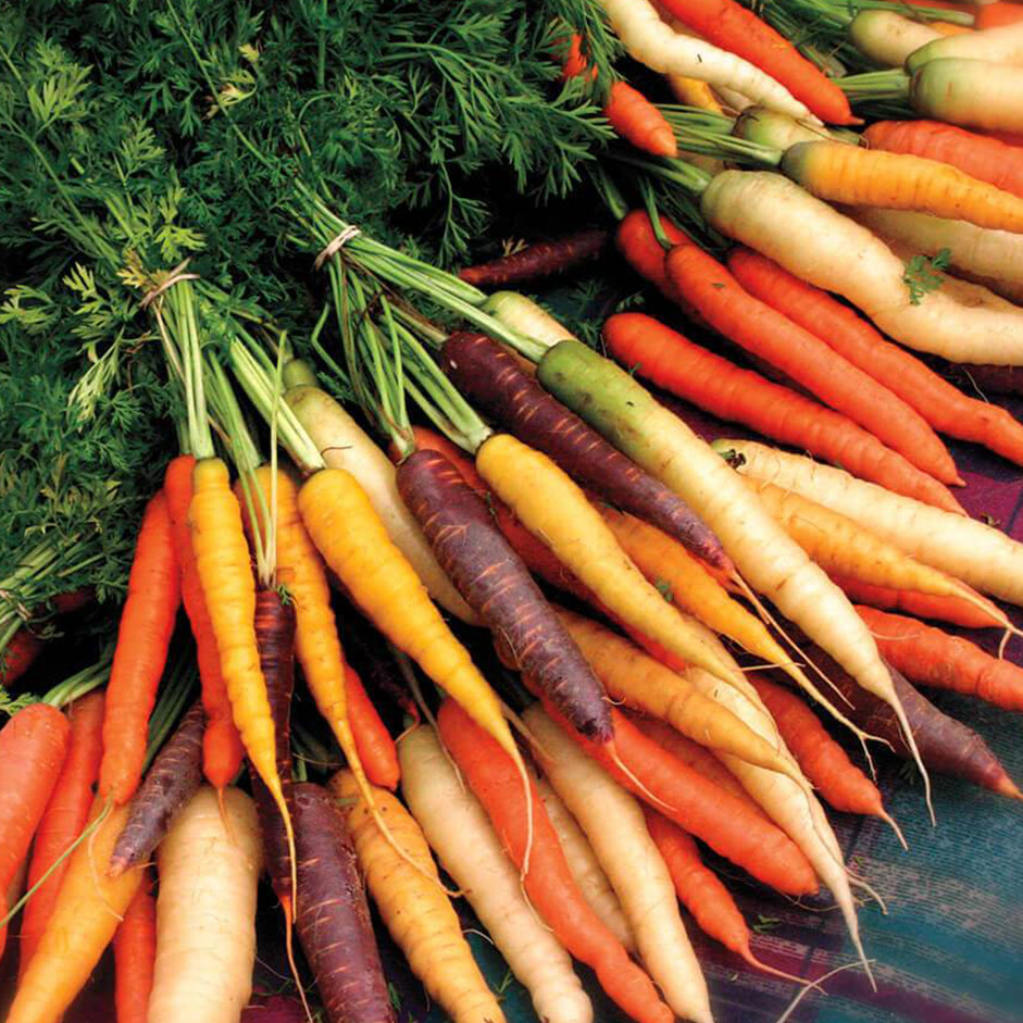 RAINBOW CARROT 500gm (locally grown) without leaves