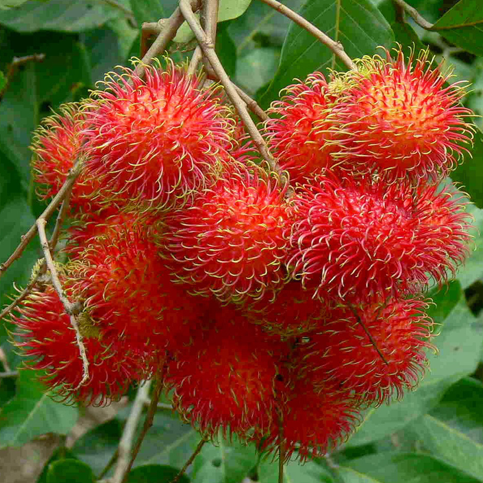 Rambutan 500g