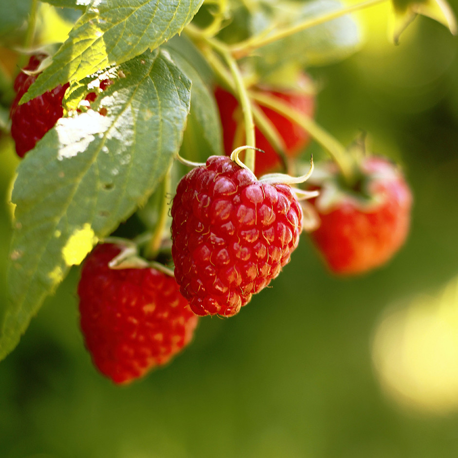 Organic Fresh Raspberries 125g | Rootz Organics