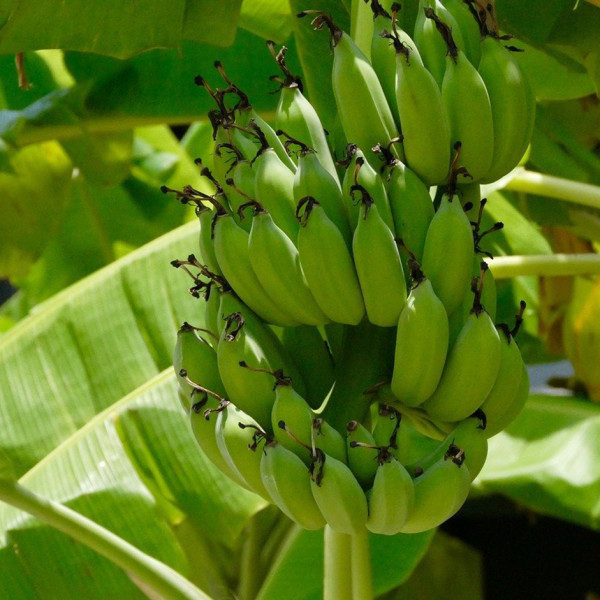 Image of Raw Banana 250g  by Rootz Organics