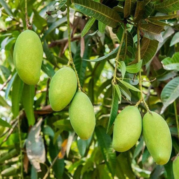 Image of Raw Mango 500g  by Rootz Organics