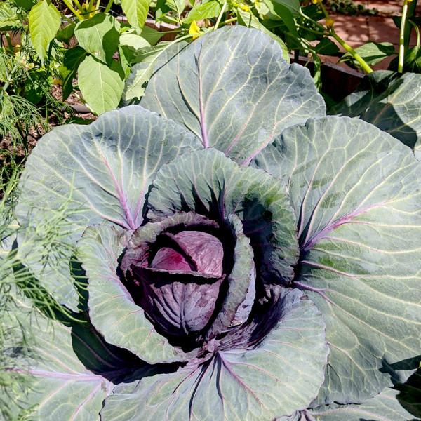Image of Red Cabbage 1kg  by Rootz Organics