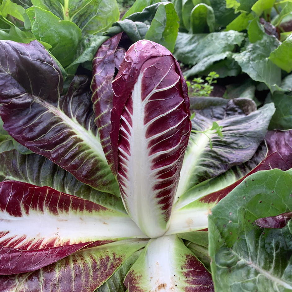 Rootz Organics Red Chicory (Radicchio / Witloof Rosso) 1kg — Netherlands · Prebiotic Powerhouse · Bitter & Beautiful