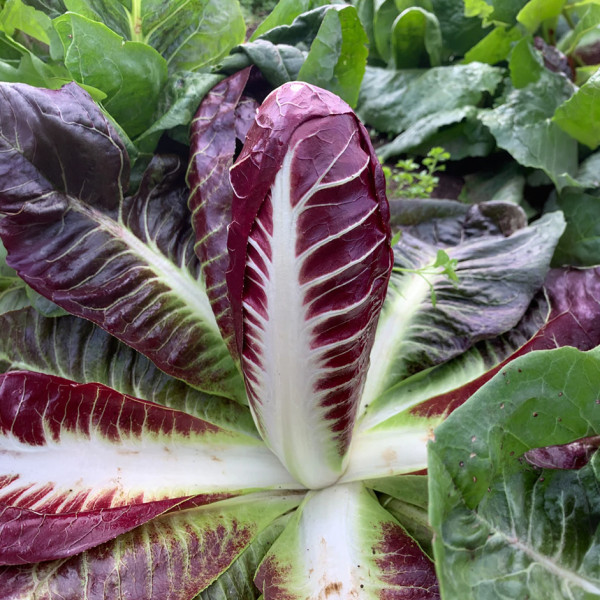 Image of Rootz Organics Red Chicory (Radicchio / Witloof Rosso) 1kg — Netherlands · Prebiotic Powerhouse · Bitter &amp; Beautiful