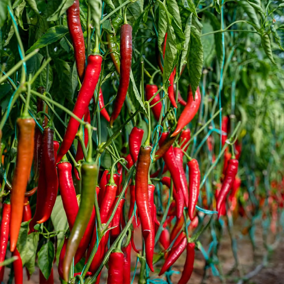 Rootz Organics Red Chilli 500G — Fresh Hot Thai Red Chillies, Air-Flown from Thailand