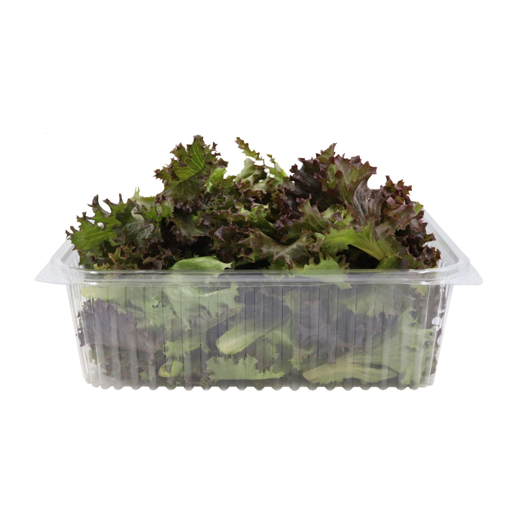 Red Crunchy Lettuce 100gm, Pack of - 3 P by Rootz Organics