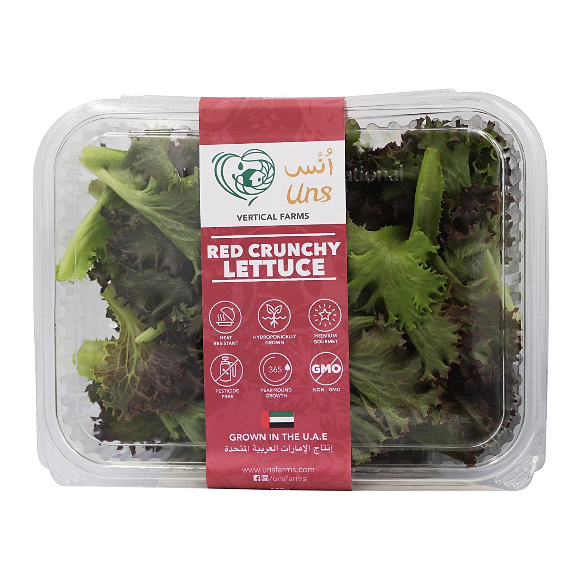 Red Crunchy Lettuce 100gm, Pack of - 3 P by Rootz Organics