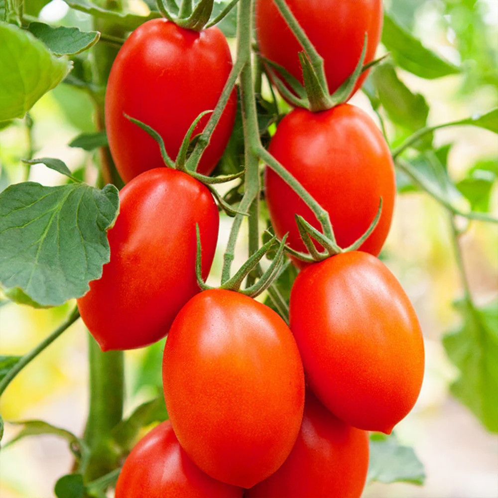 Tomato Plum 500g  by Rootz Organics