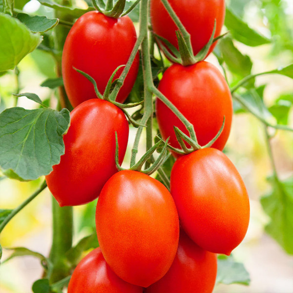 Image of Tomato Plum 500g  by Rootz Organics