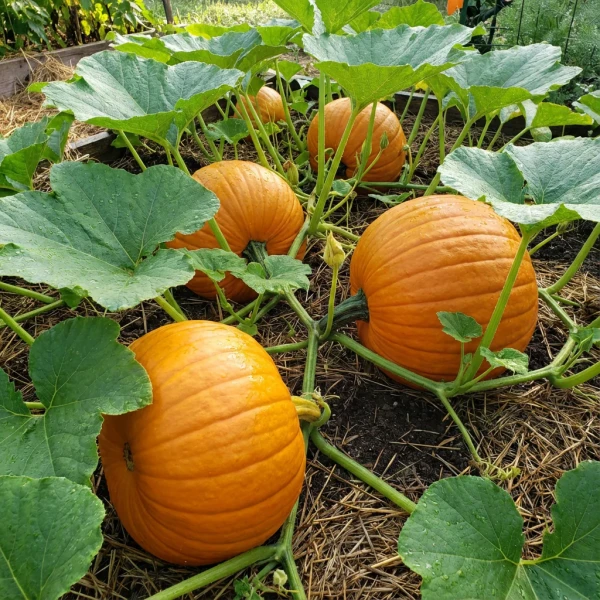 Image of Organic Red Pumpkin -500gm
