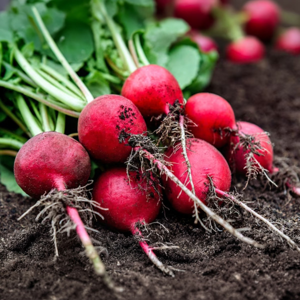 Image of Red Raddish 500g (With Leaves)