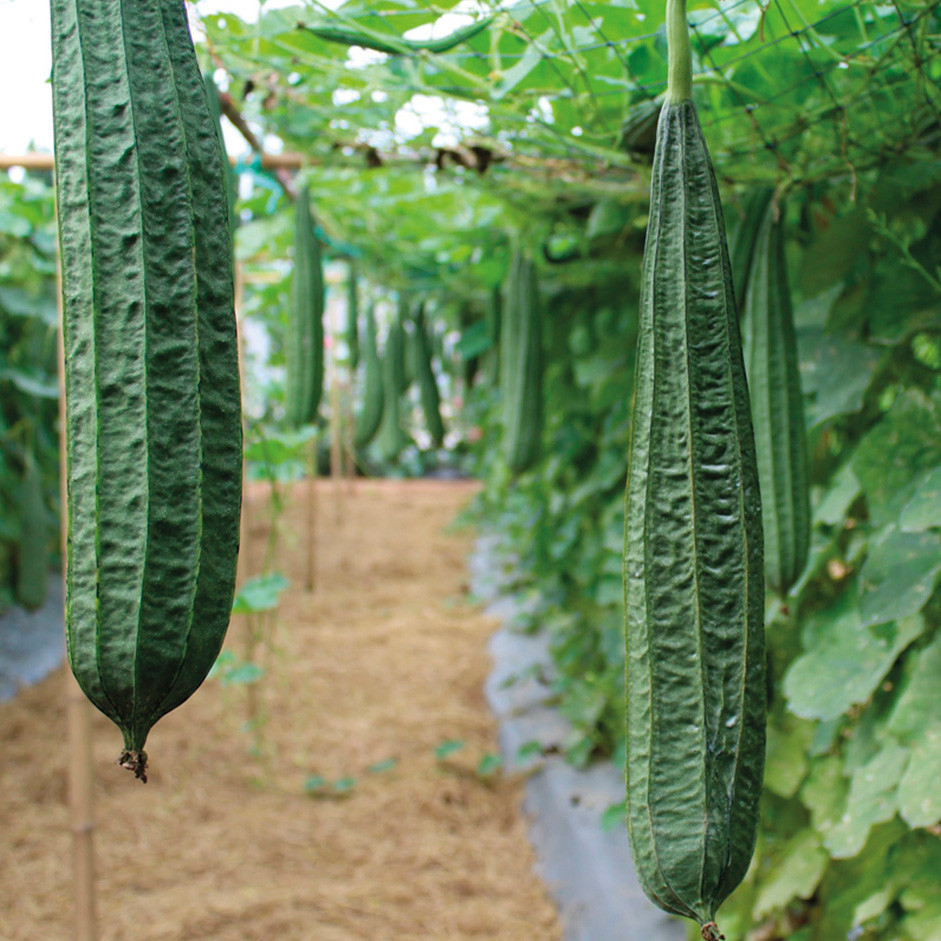Ridge Gourd (Turai) 2Pcs