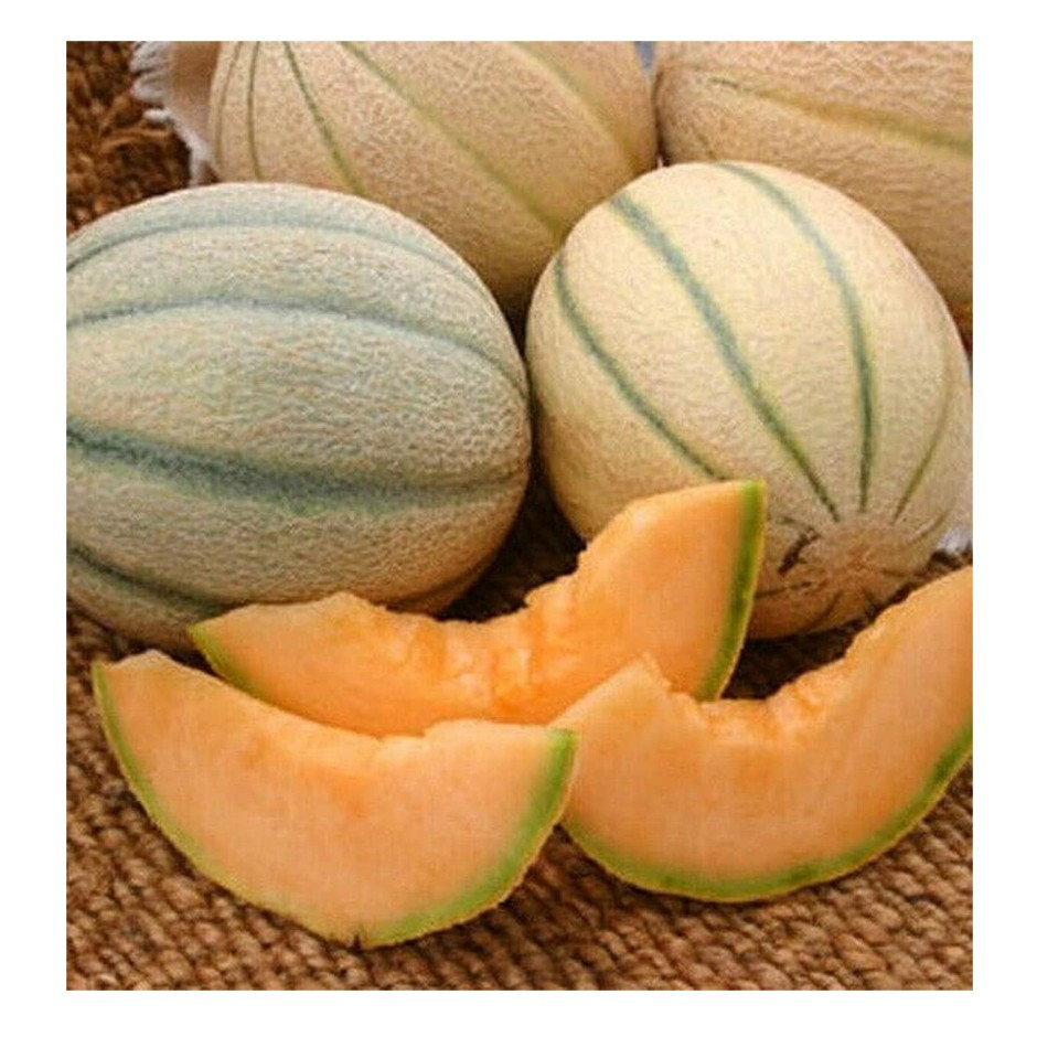 Fresh Rock Melon 1kg | Rootz Organics