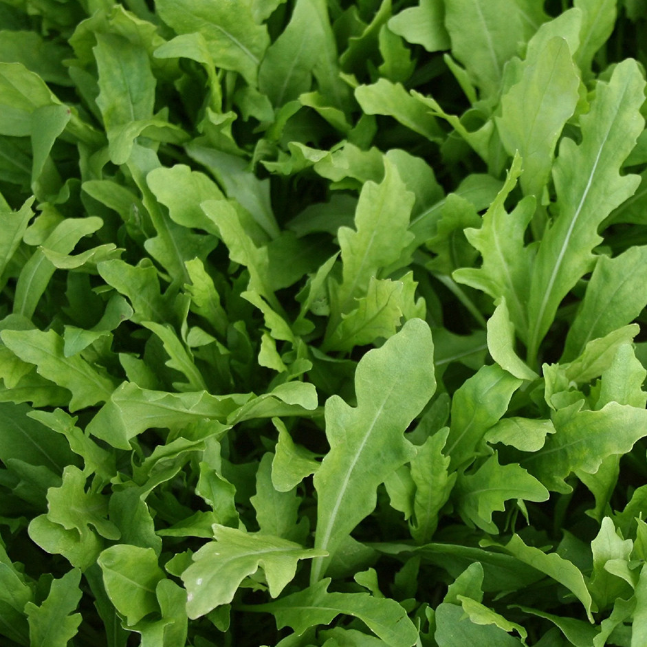 Rocket leaves- 125gm pack