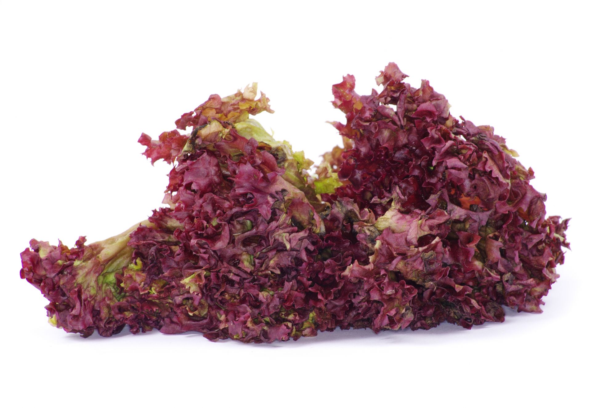 LOLLO ROSSO LETTUCE - PER HEAD