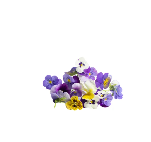 EDIBLE FLOWERS VIOLA MIX- 25 flowers pack