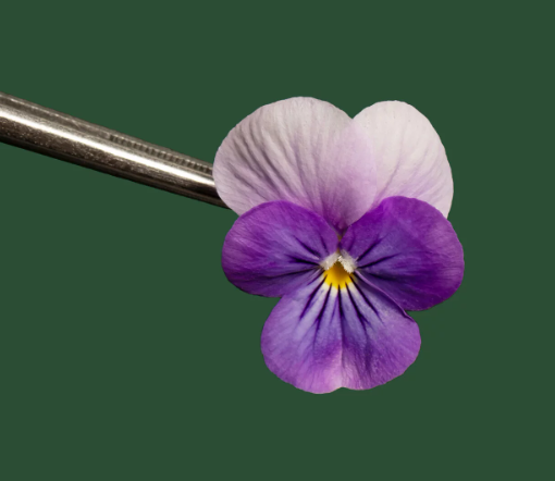 EDIBLE FLOWERS VIOLA MIX- 25 flowers pack