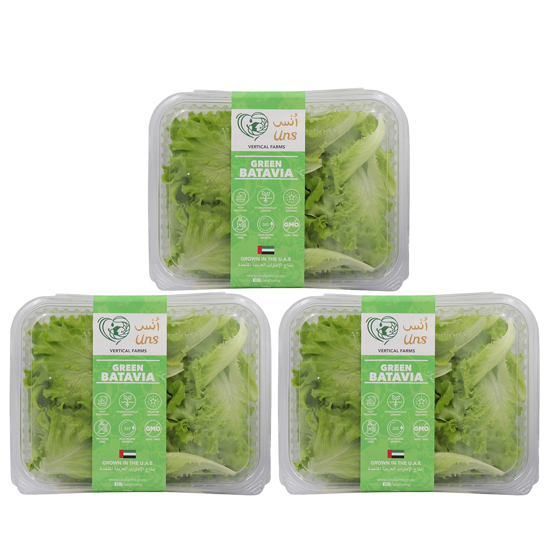 Green Batavia Lettuce 100gm , Pack of - 3 by Rootz Organics