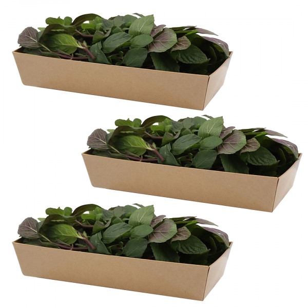 Image of Chocolate Mint 50gm, Pack of - 3 by Rootz Organics