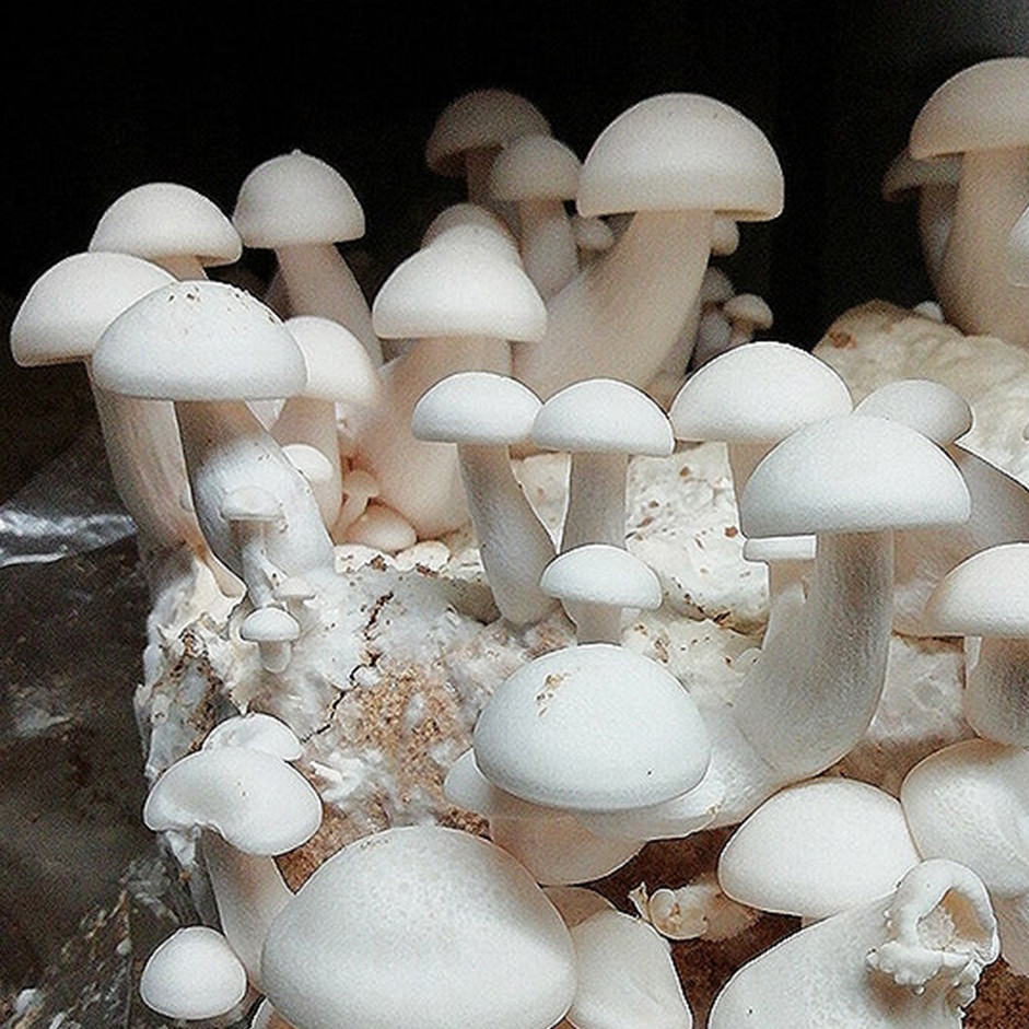 Fresh shimeji white mushroom - 150gm pack