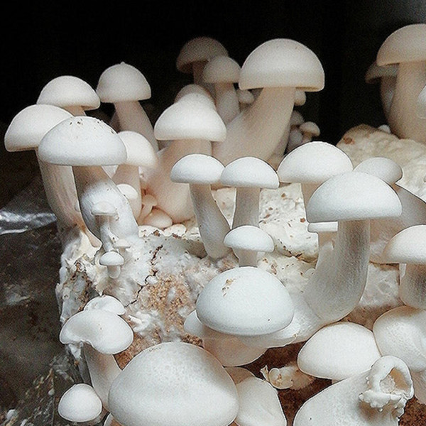 Image of Fresh shimeji white mushroom - 150gm pack