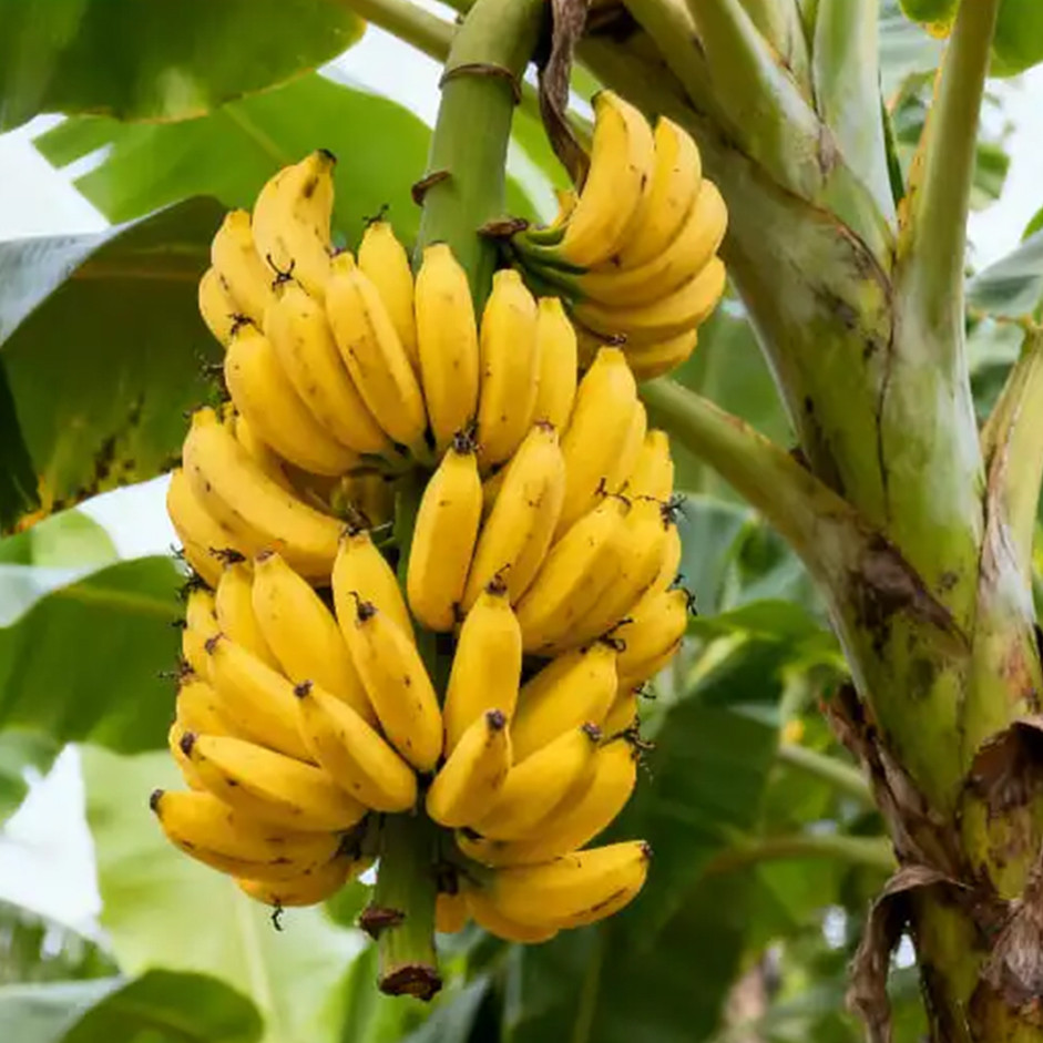 Small Banana (12 Pcs)