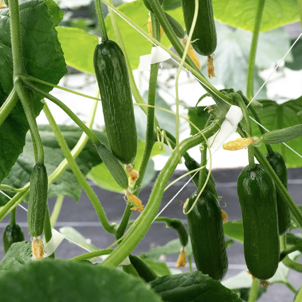 Image of SNACK CUCUMBERS (baby cucumbers)- 250gm pack