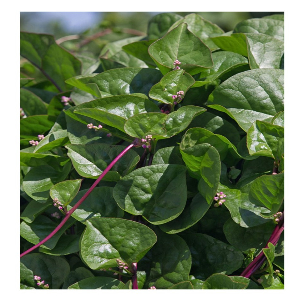 Organic Malabar Spinach 100g | Rootz Organics